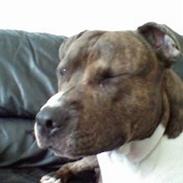 Amerikansk staffordshire terrier Cezar