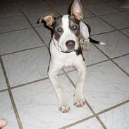 Blanding af racer blue