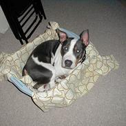 Blanding af racer blue