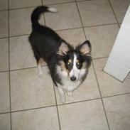 Shetland sheepdog Soffie (sille)