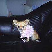 Chihuahua Britney Spears