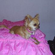 Chihuahua Britney Spears