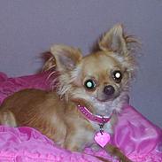 Chihuahua Britney Spears