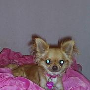 Chihuahua Britney Spears