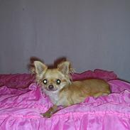 Chihuahua Britney Spears