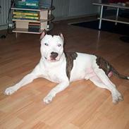 Amerikansk staffordshire terrier guchu