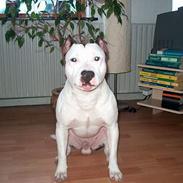 Amerikansk staffordshire terrier guchu