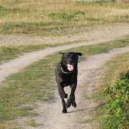 Labrador retriever Pongo
