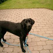 Labrador retriever Soffi<3