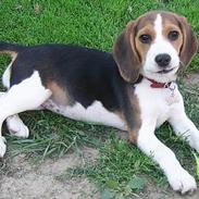 Beagle Laica <<< Død >>>