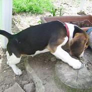 Beagle Laica <<< Død >>>