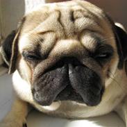 Mops Albert, Næstved