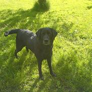 Labrador retriever Raika