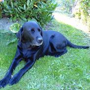 Labrador retriever Raika