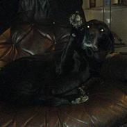 Labrador retriever Raika