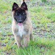 Belgisk hyrdehund Marizya