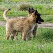 Belgisk hyrdehund Marizya