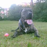 Dogo canario !Luca!