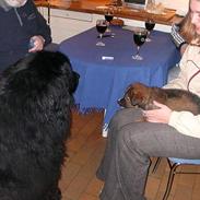 Blanding af racer Lilo