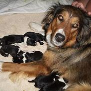 Blanding af racer Lilo