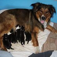 Blanding af racer Lilo