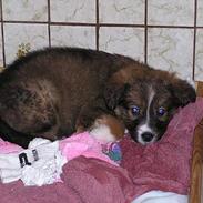 Blanding af racer Lilo