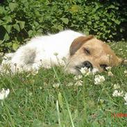 Blanding af racer Molly