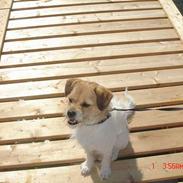 Blanding af racer Molly