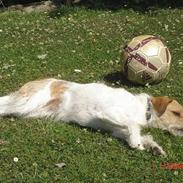 Blanding af racer Molly