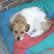 Blanding af racer Molly