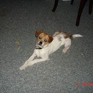 Blanding af racer Molly