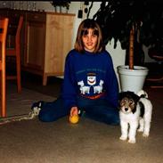 Ruhåret foxterrier Brutus