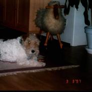 Ruhåret foxterrier Brutus