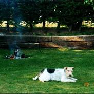 Ruhåret foxterrier Brutus