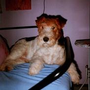 Ruhåret foxterrier Brutus