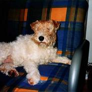 Ruhåret foxterrier Brutus