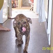 Amerikansk staffordshire terrier Castro