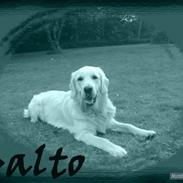 Golden retriever Balto