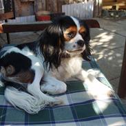 Cavalier king charles spaniel Munkebo's Fie RIP