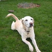 Labrador retriever Boogie<3