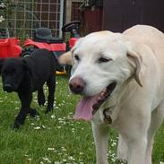 Labrador retriever Boogie<3