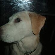 Labrador retriever Boogie<3