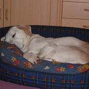 Labrador retriever Boogie<3