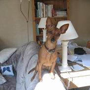 Dvaergpinscher Pippi