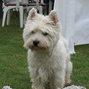 West highland white terrier cezar