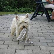 West highland white terrier cezar