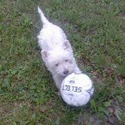 West highland white terrier walter