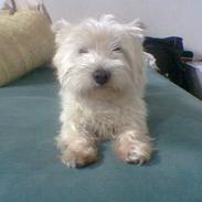 West highland white terrier walter