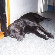 Labrador retriever Bakkely's Asterex «3