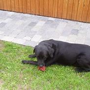 Labrador retriever Bakkely's Asterex «3